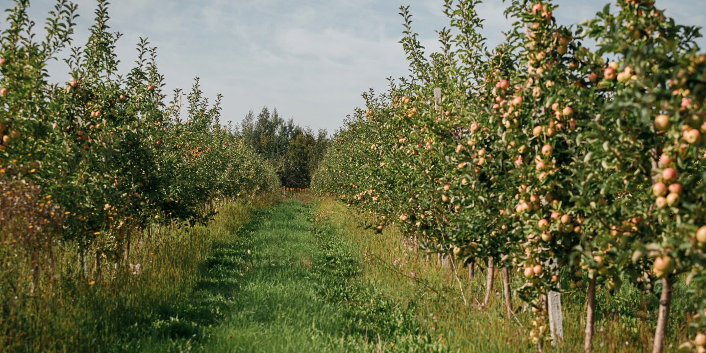 many colorful ripe juicy apples branch garden ready harvest autumn apple orchard beh3althy 1440x720 2