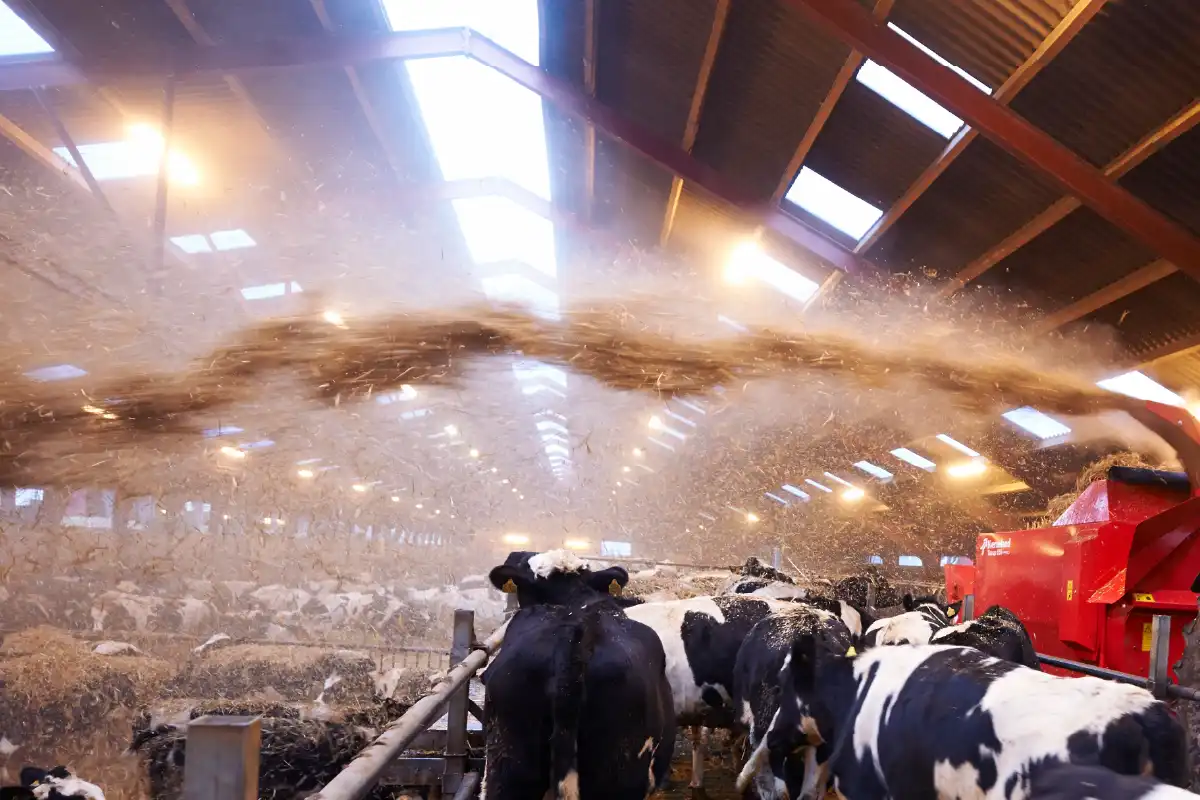 Lepsze warunki dla zwierząt i niższe zużycie słomy